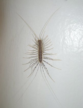 Old Bug.com