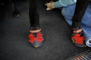 That dog's got booty(s) for days!