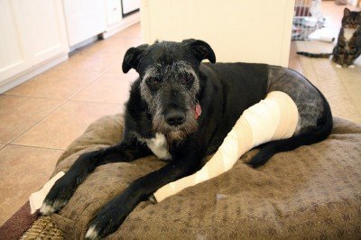 I am not a happy dog.