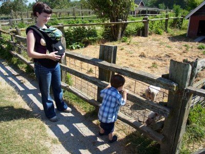 Hi pigs! Hi pigs!