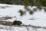 The hunchback of Yellowstone.