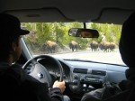 Fat ass american drivers.
