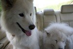 Big fluffy dogs are cool, and friendly. Big fluffy dogs are cool, and friendly.