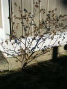 Lowest quality photo ever on brothersroot.com.