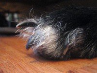 These nails weren't made for walking.
