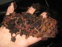 More worms than in our cat's lower intestine.