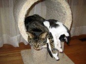 Jerk cat and new cat. Jerk cat and new cat.