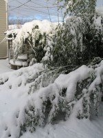 Even the mighty bamboo is no match for the might of the white. Even the mighty bamboo is no match for the might of the white.