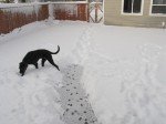 Griffen hates peeing in the snow. Griffen hates peeing in the snow.