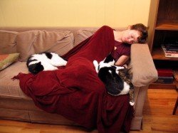 cats, cats, cats cats, cats, cats